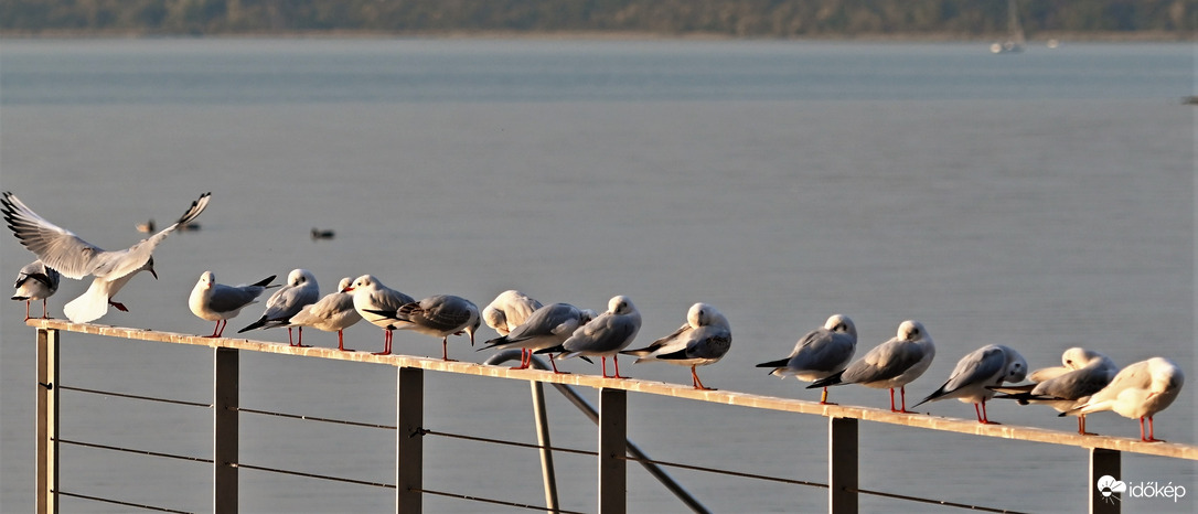 Balatonföldvár