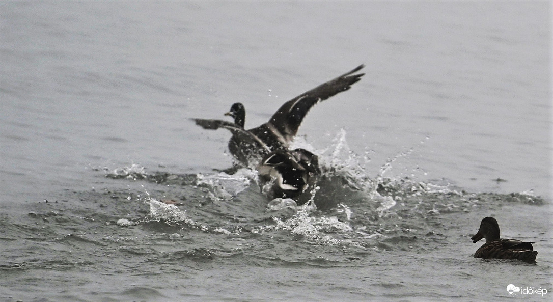 Kacsacsata V.
