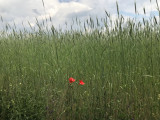 Tiszajenő