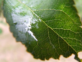 peter0811 fotója