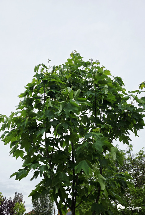 Aszály