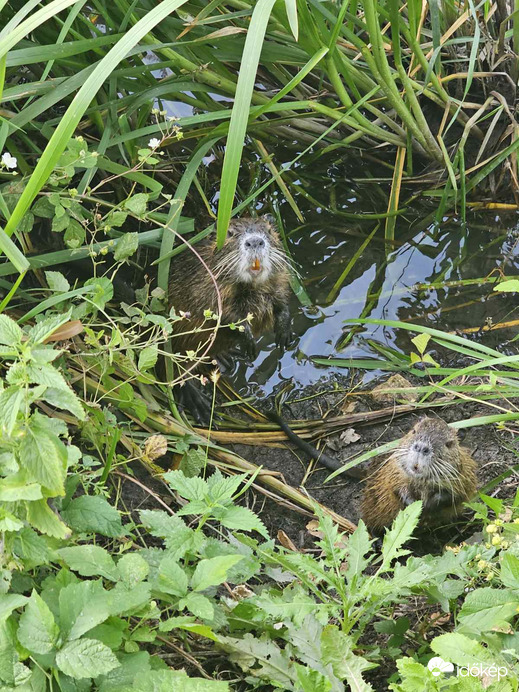 Mosonmagyaróvár