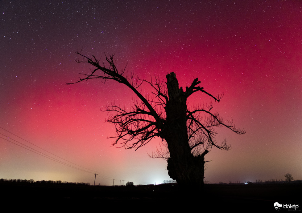 Sarki fény és a nagylózsi öreg tölgy