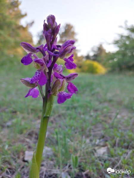 Vad Orchidea az erdőben