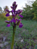 Vad Orchidea az erdőben