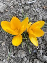 A tavasz illata