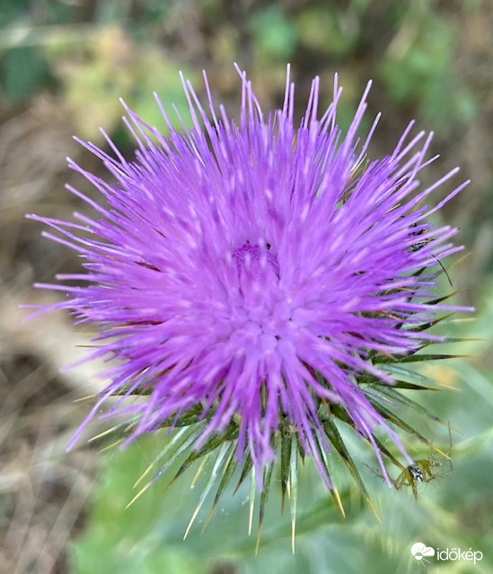 Tikkasztó hőségben