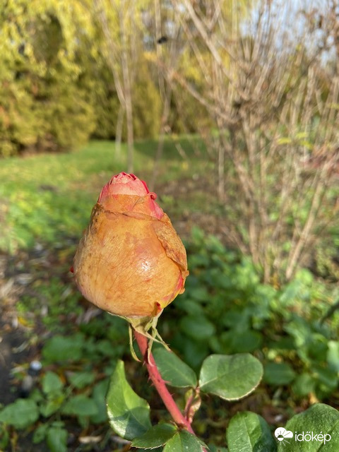 Rózsa decemberben