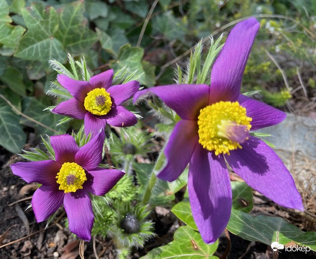 Egy tőről fakadnak