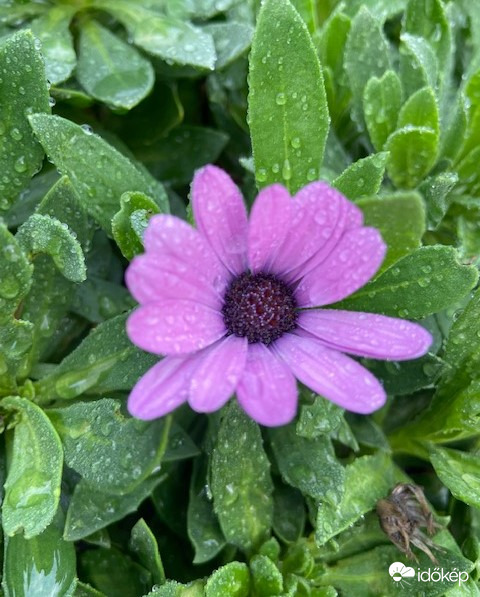 Esik, eső, szép csendesen...