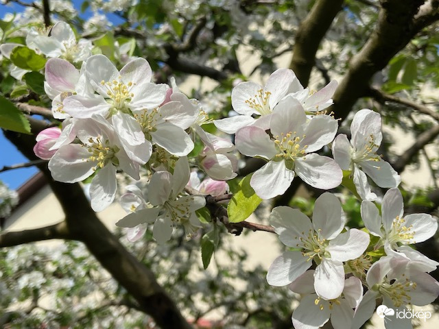 A tavasz ezernyi virággal