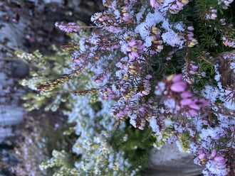 Holle anyó újra megrázta a dunyháját