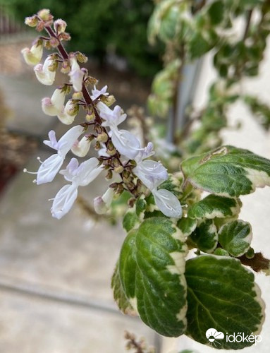 Virágzik a szúnyogűző