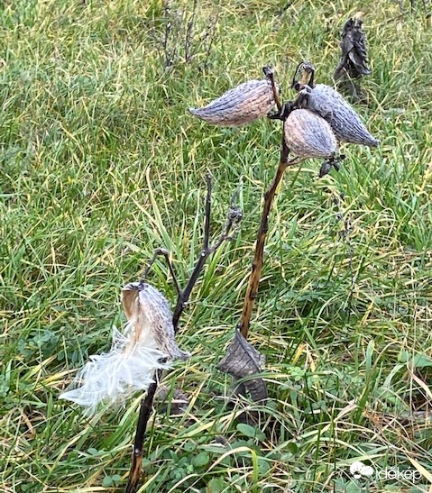 Szelek szárnyán repülök...