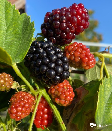 Érik a fekete szeder