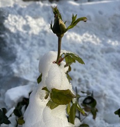 Meleg hószoknyában