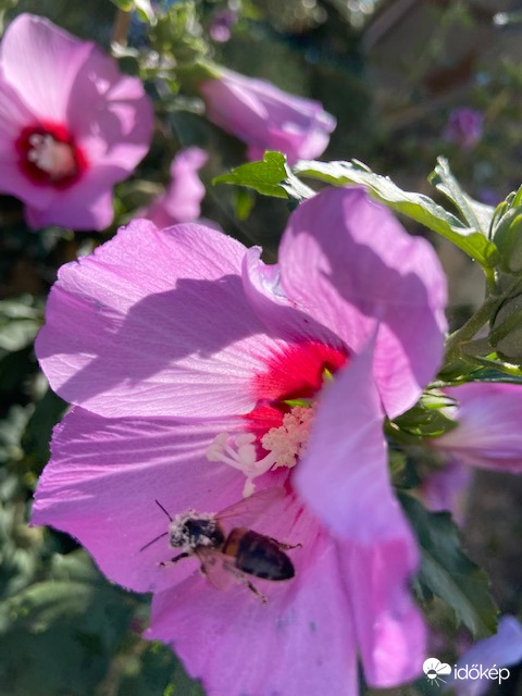 Dolgom végeztével távozom...