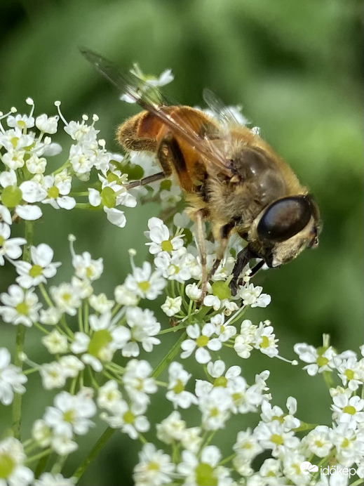 Nehezen bírod a hőséget?