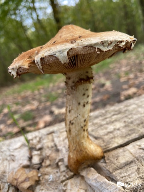 Korhadt farönkön
