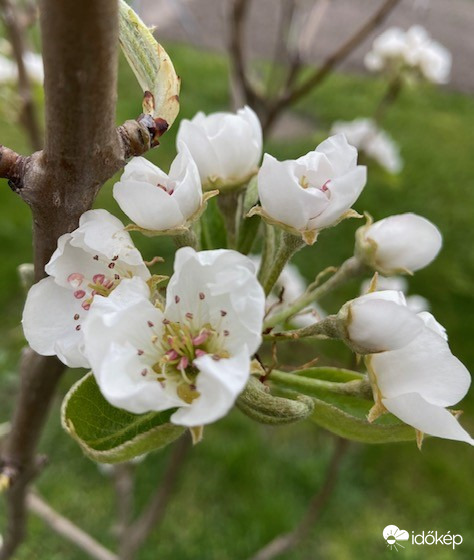 Körtéfa, körtéfa...