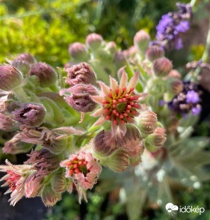 Virágzik a kövirózsa