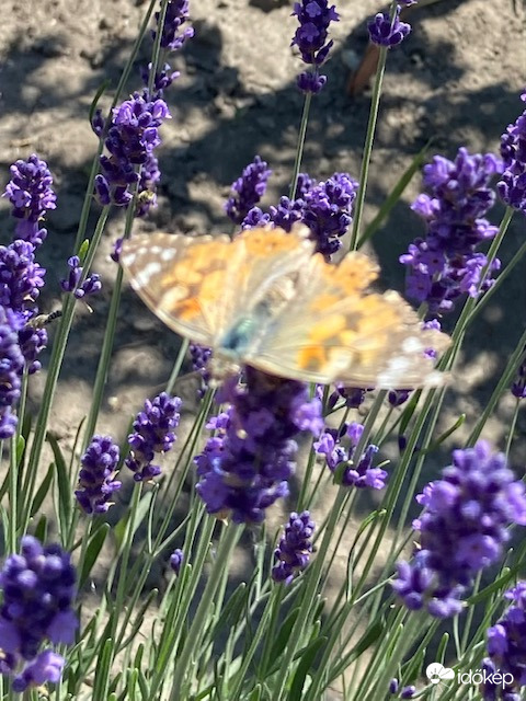Szállj, csak szállj tovább...