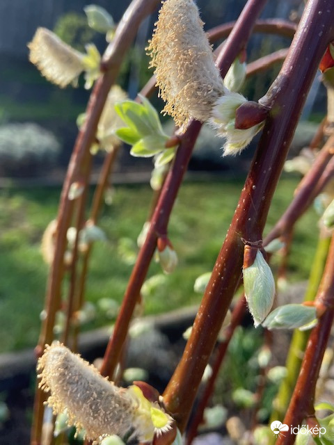 Szép virágvasárnapot!