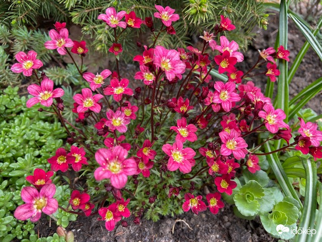 Sziklakerti szépség