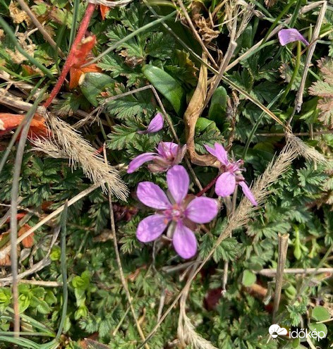 Tavaszi csillagvirág