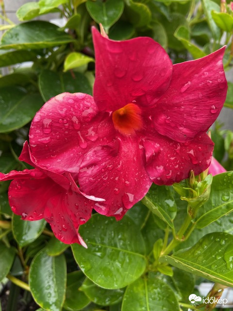 Ázik a tölcsérjázmin