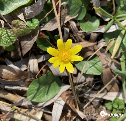Várjuk most már a gólyák érkezését is!