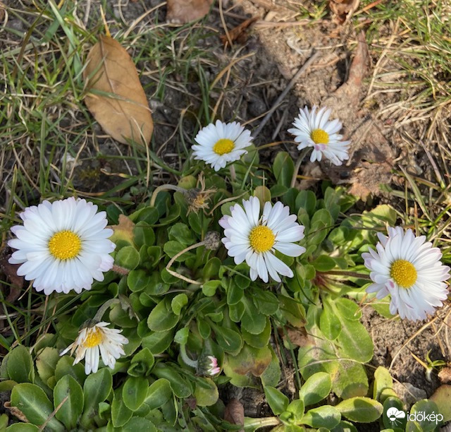 Virágba borult a rét