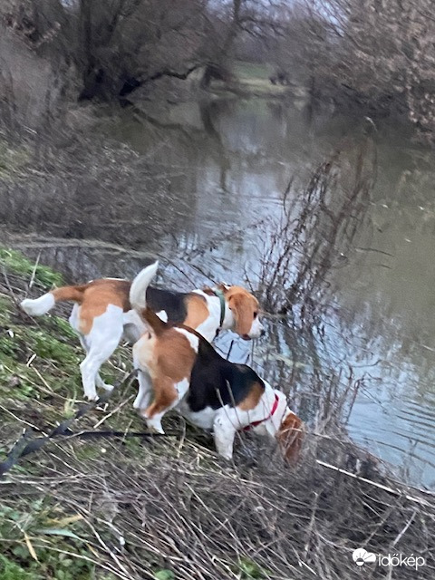 Optimális vízszint