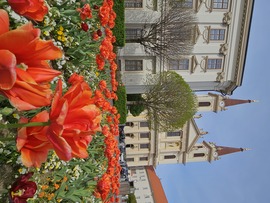 Virágzó tulipánok2