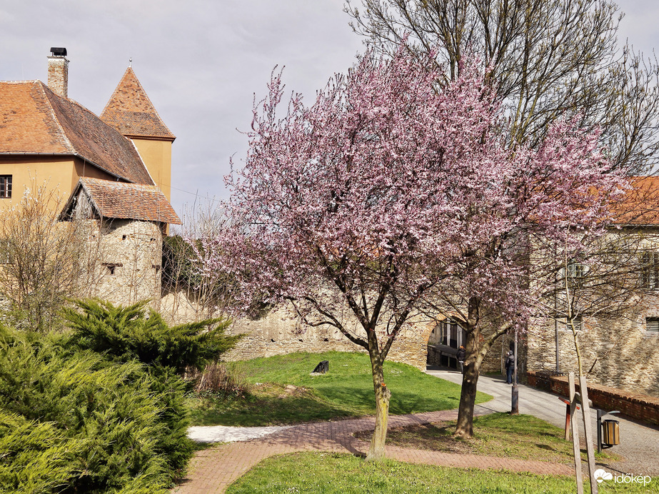 Virágzó Kőszeg