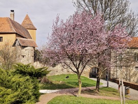 Virágzó Kőszeg