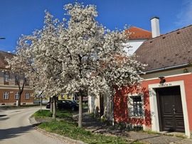 petyakoszeg fotója
