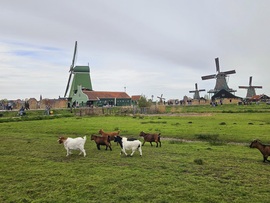 Holland táj