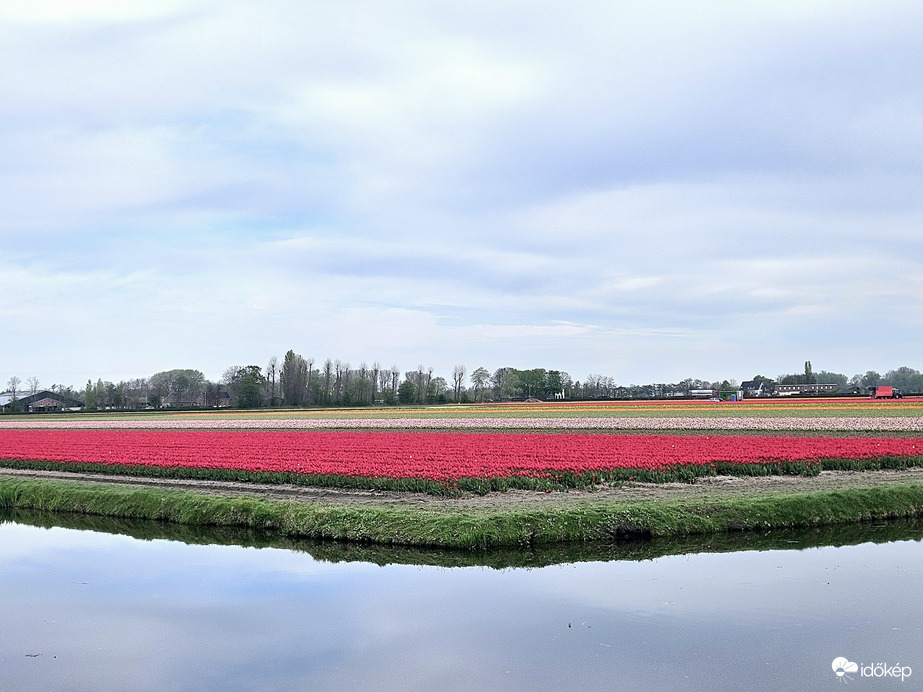 Tulipánmező Hollandia 2