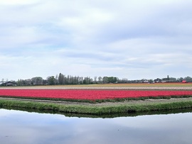 Tulipánmező Hollandia 2