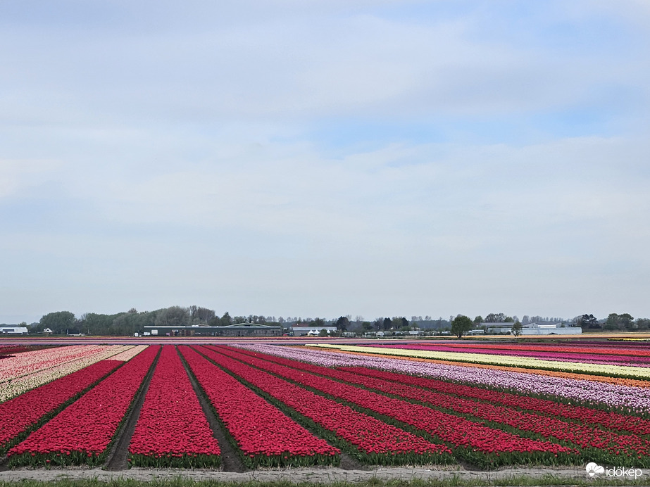 Tulipánmező Hollandia