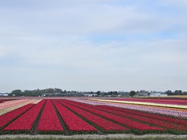 Tulipánmező Hollandia