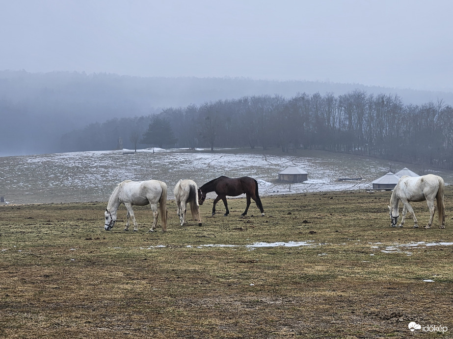 Hucul lovak esőben, ködben