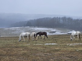 Hucul lovak esőben, ködben