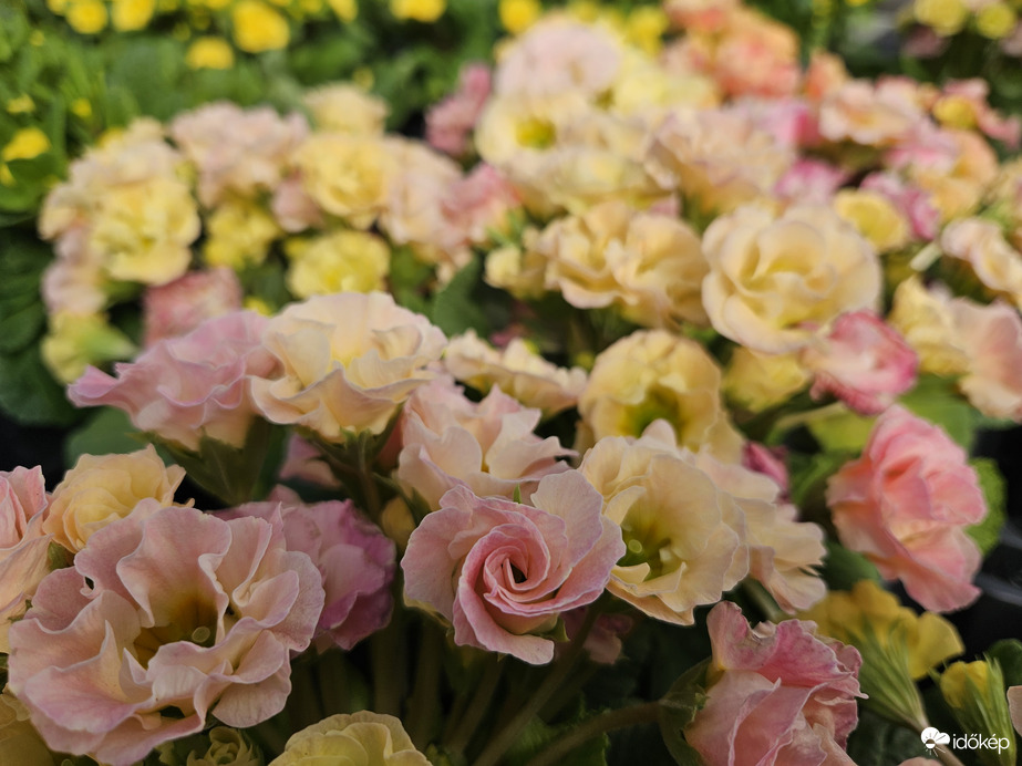 Primula új fantázia színben