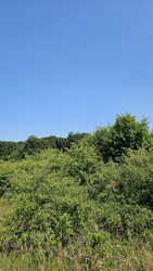 Halimba