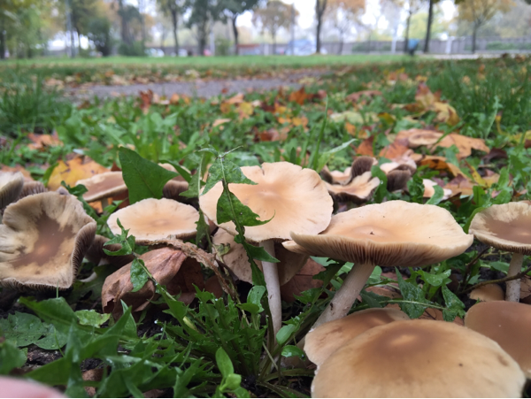 Budapest XIV.ker - Alsórákos