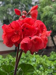 Budapest IV.ker - Újpest