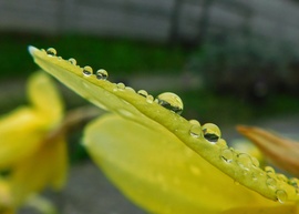 Esőcseppek a nárcisz szirmon