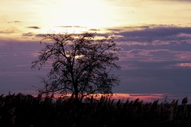 Naplemente háttérben darvakkal